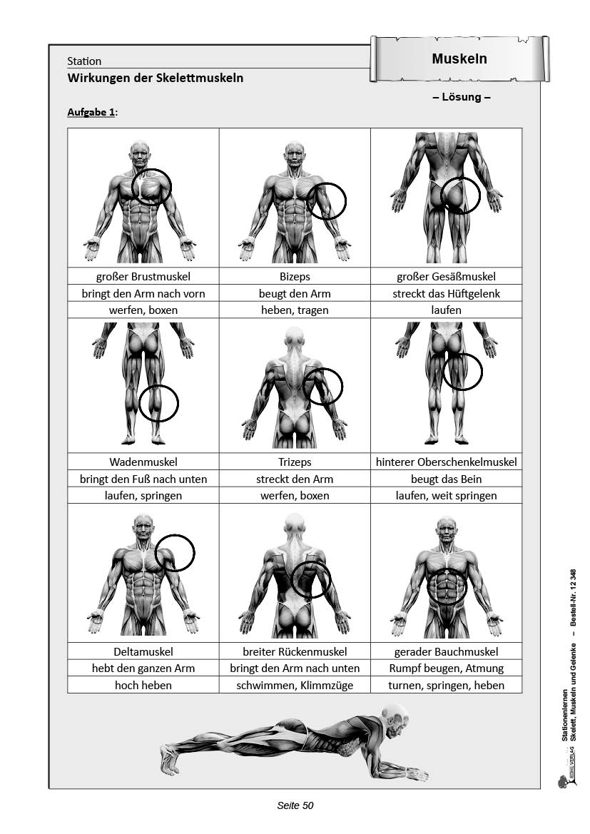 Stationenlernen Skelette, Muskeln & Gelenke