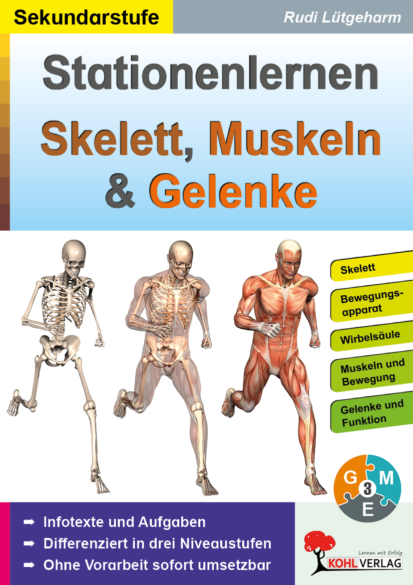Stationenlernen Skelette, Muskeln und Gelenke