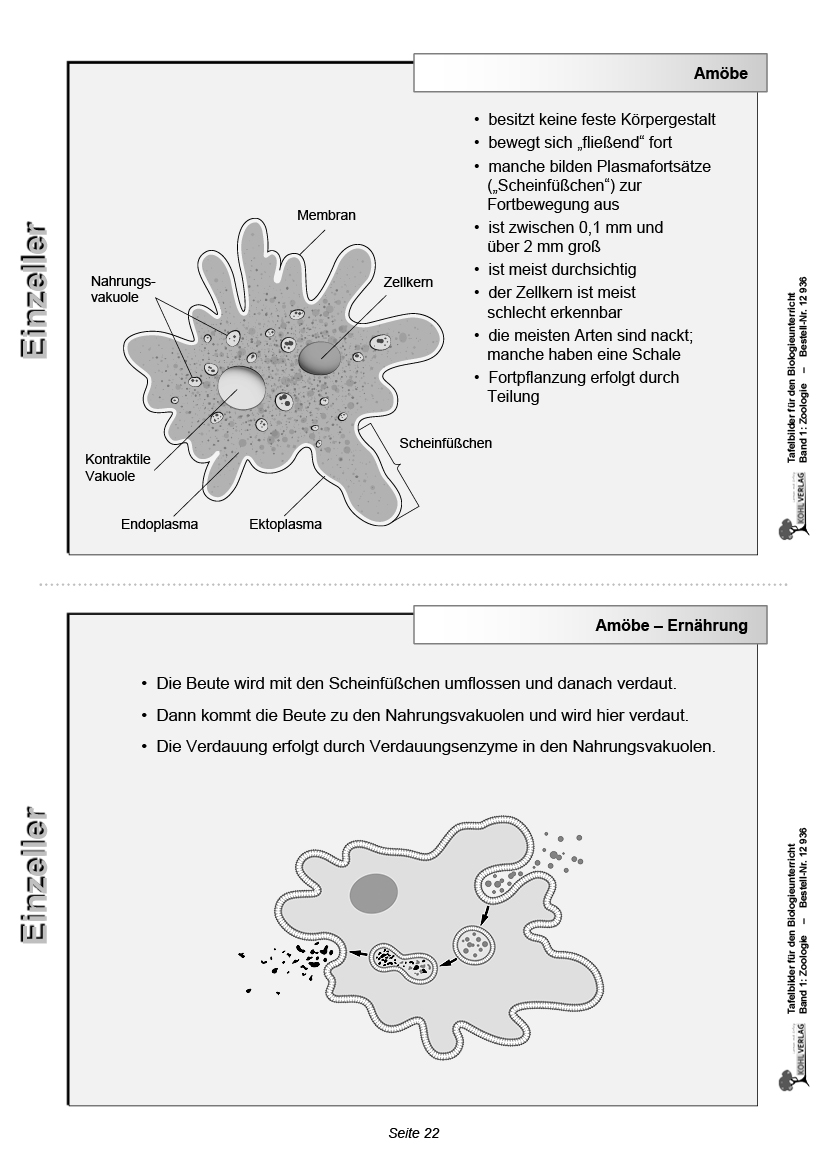 Tafelbilder Zoologie