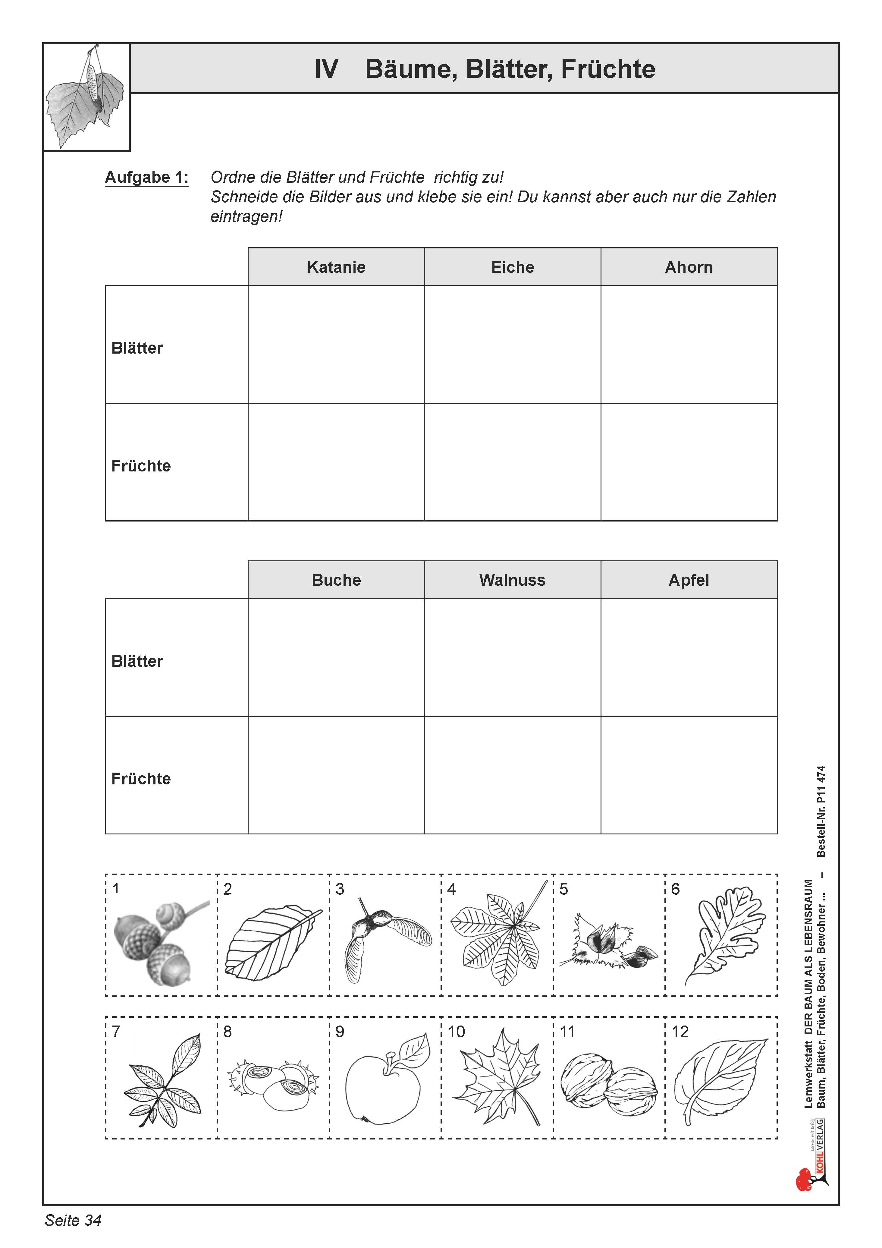 Lernwerkstatt: Bäume, Blätter, Früchte Lernwerkstatt: Bäume, Blätter, Früchte