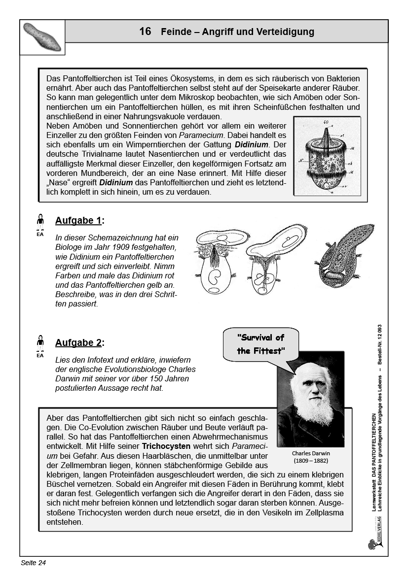 Lernwerkstatt Das Pantoffeltierchen Lernwerkstatt Das Pantoffeltierchen