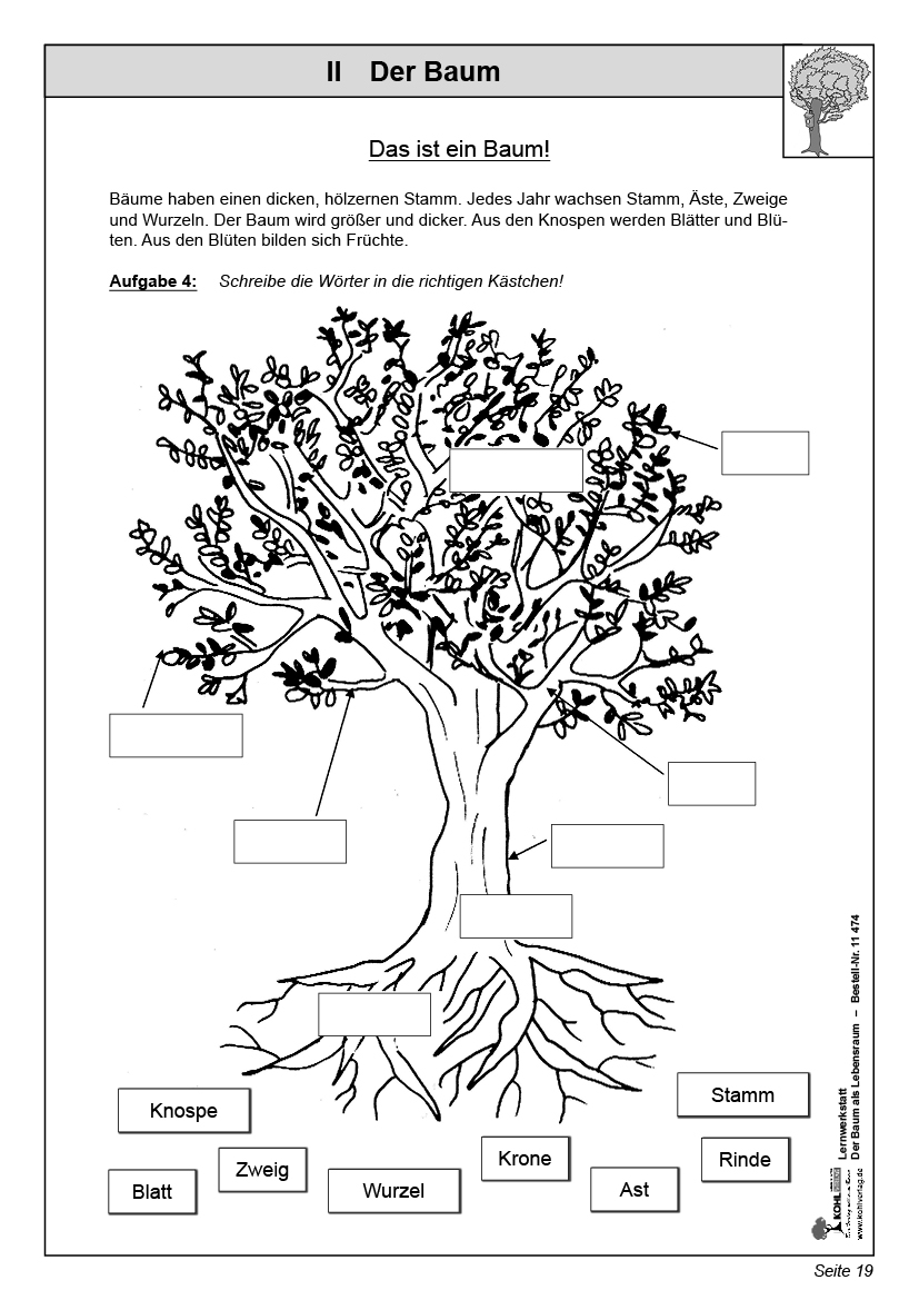 Lernwerkstatt Der Baum als Lebensraum