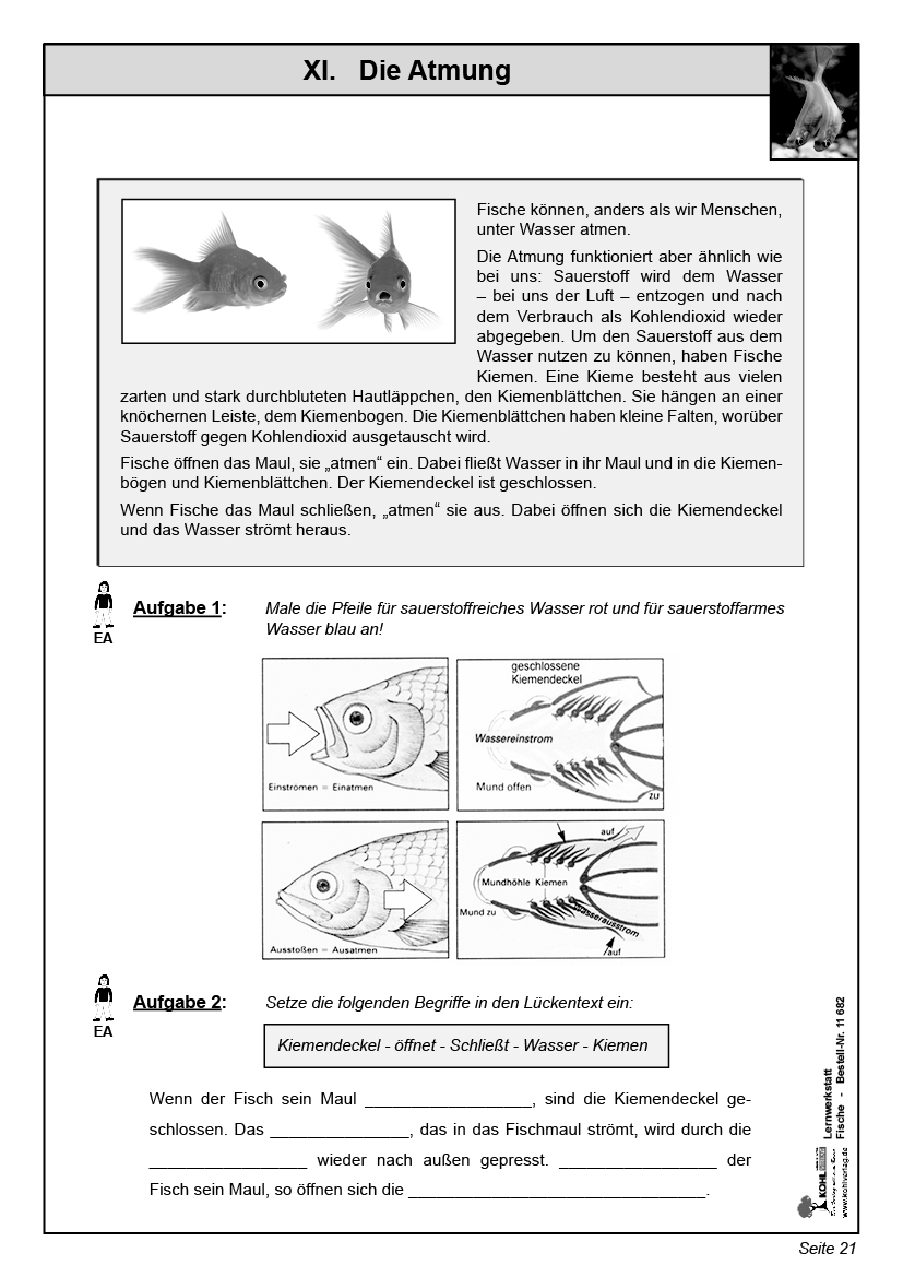 Lernwerkstatt Fische Lernwerkstatt Fische