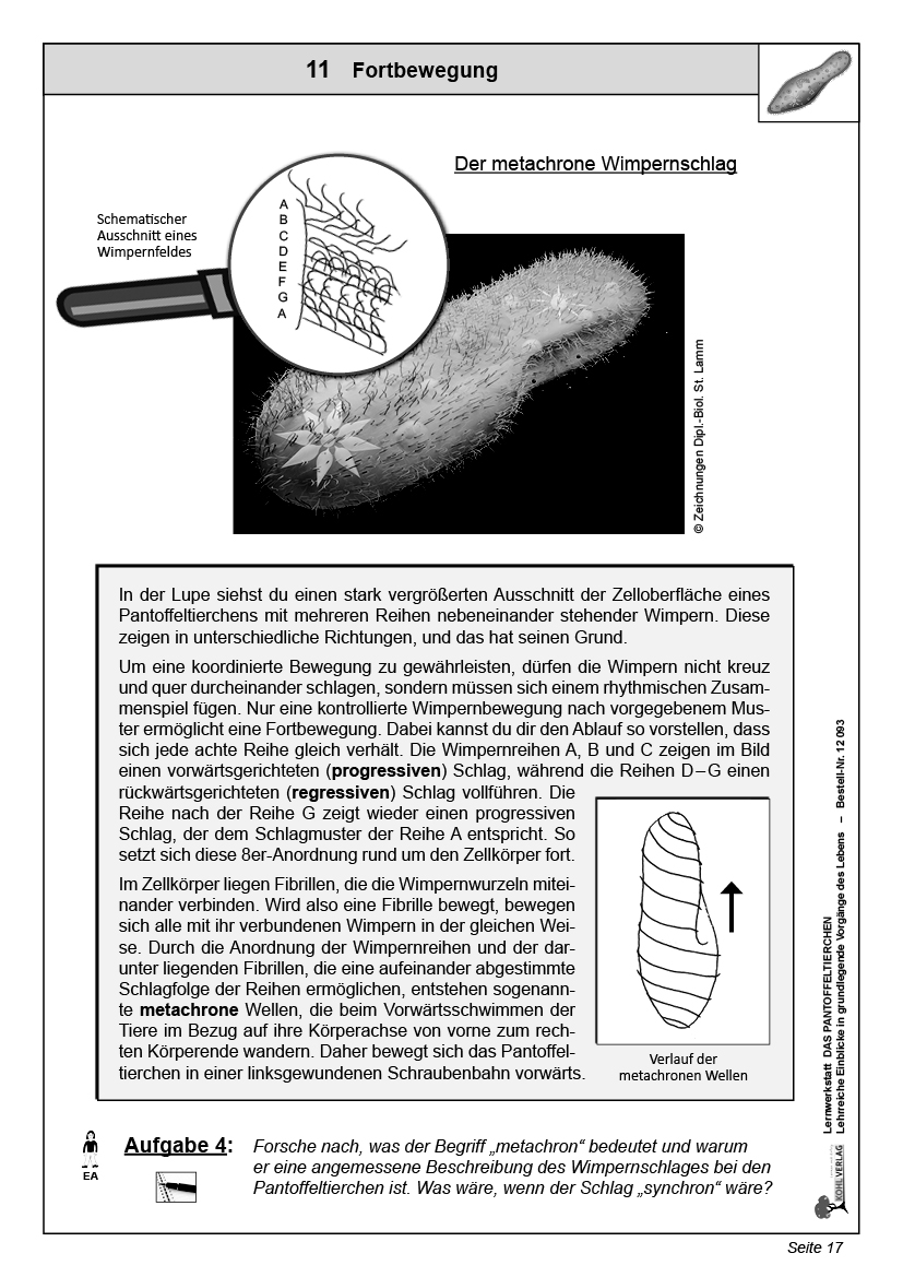 Lernwerkstatt Das Pantoffeltierchen Lernwerkstatt Das Pantoffeltierchen