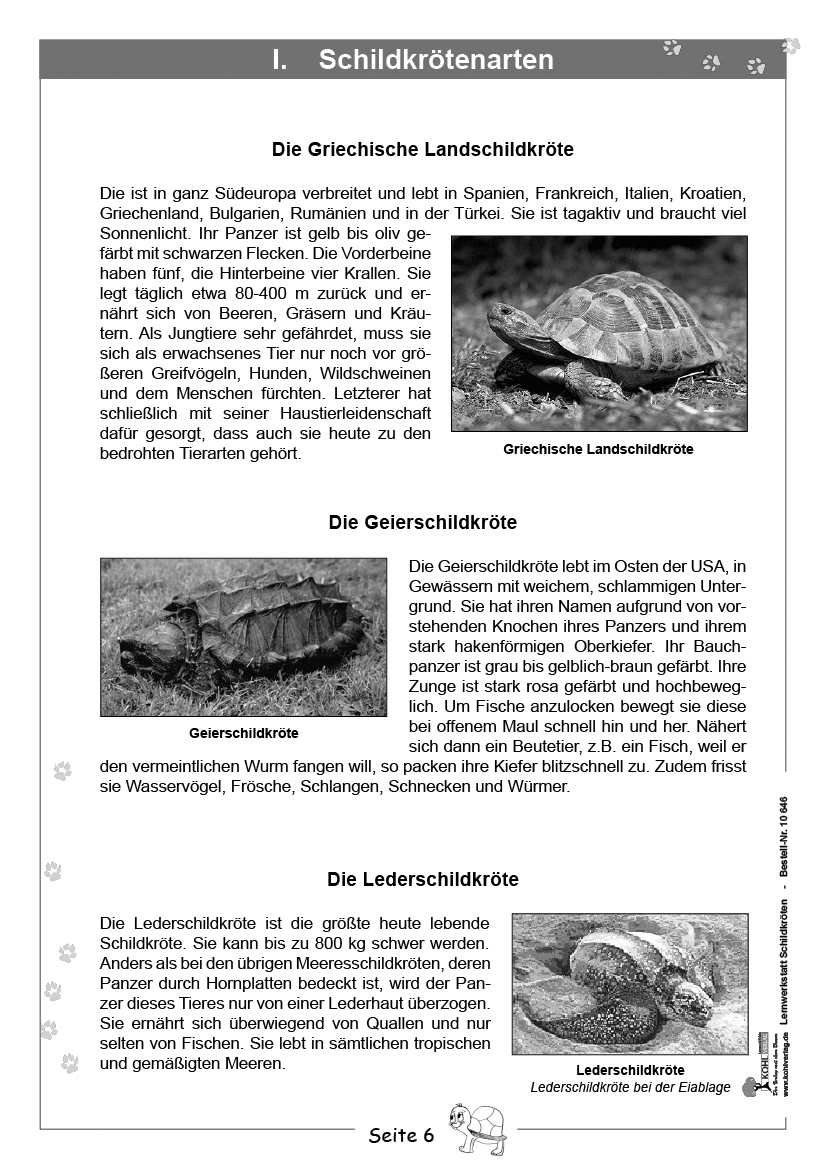 Lernwerkstatt Schildkröten Lernwerkstatt Schildkröten