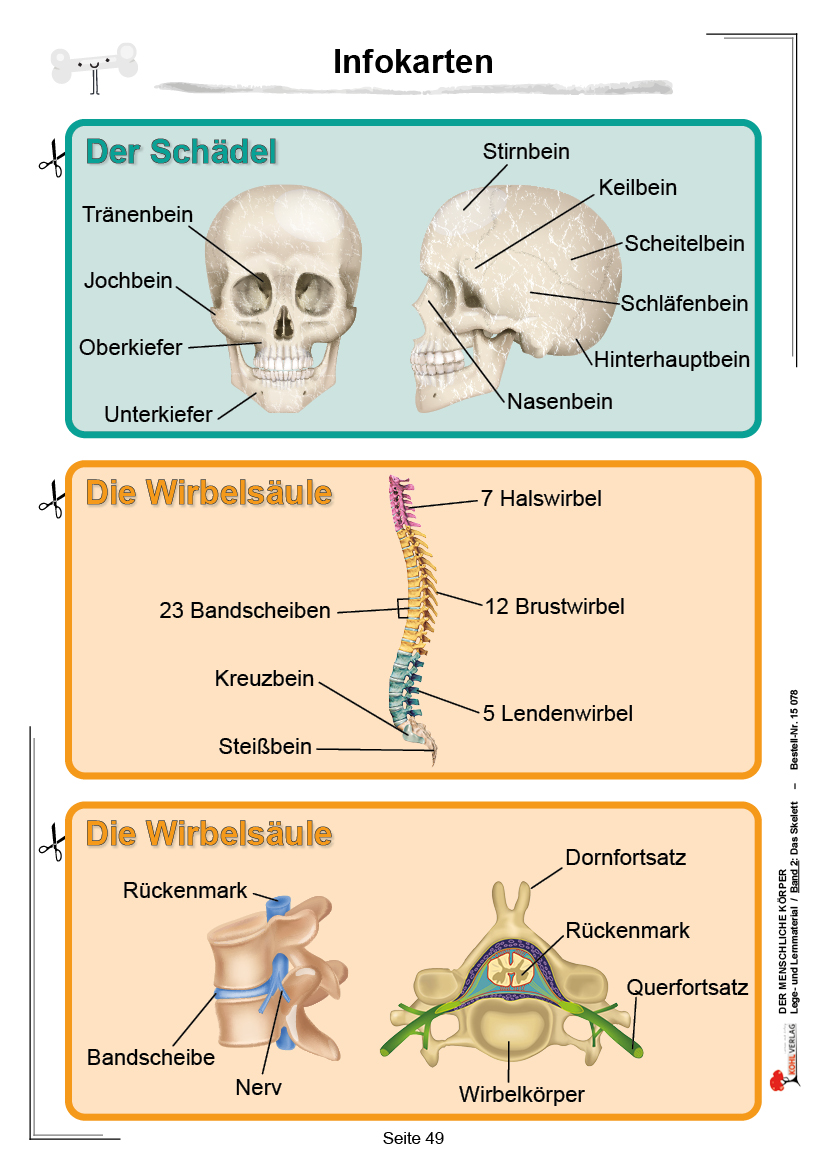 Der menschliche Körper / Band 2: Das Skelett