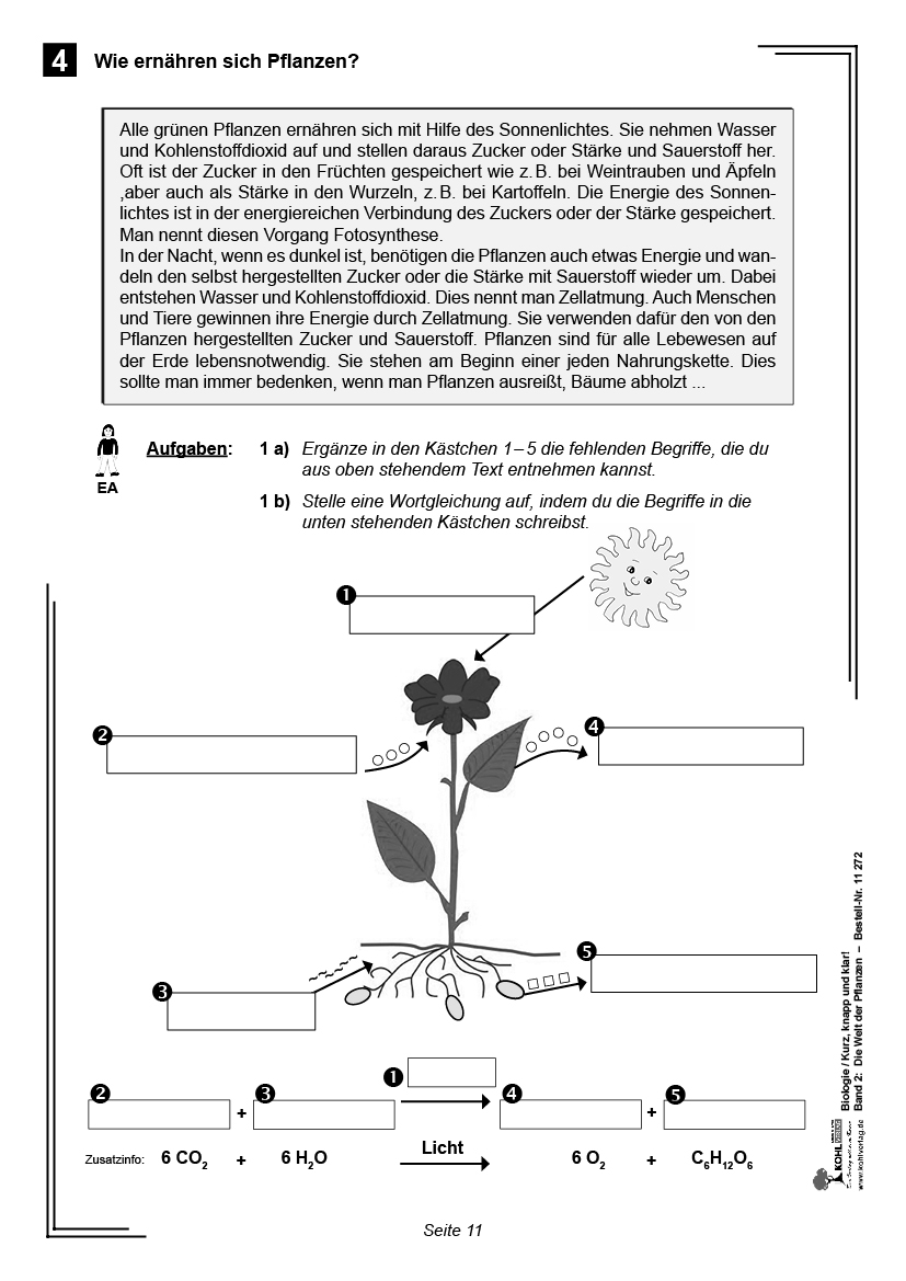 Biologie - Grundwissen kurz, knapp und klar! - Band 2: Die Welt der Pflanzen