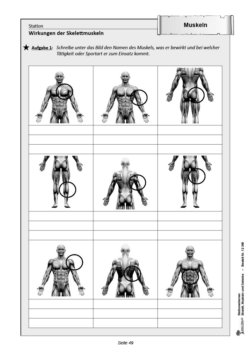 Stationenlernen Skelette, Muskeln & Gelenke