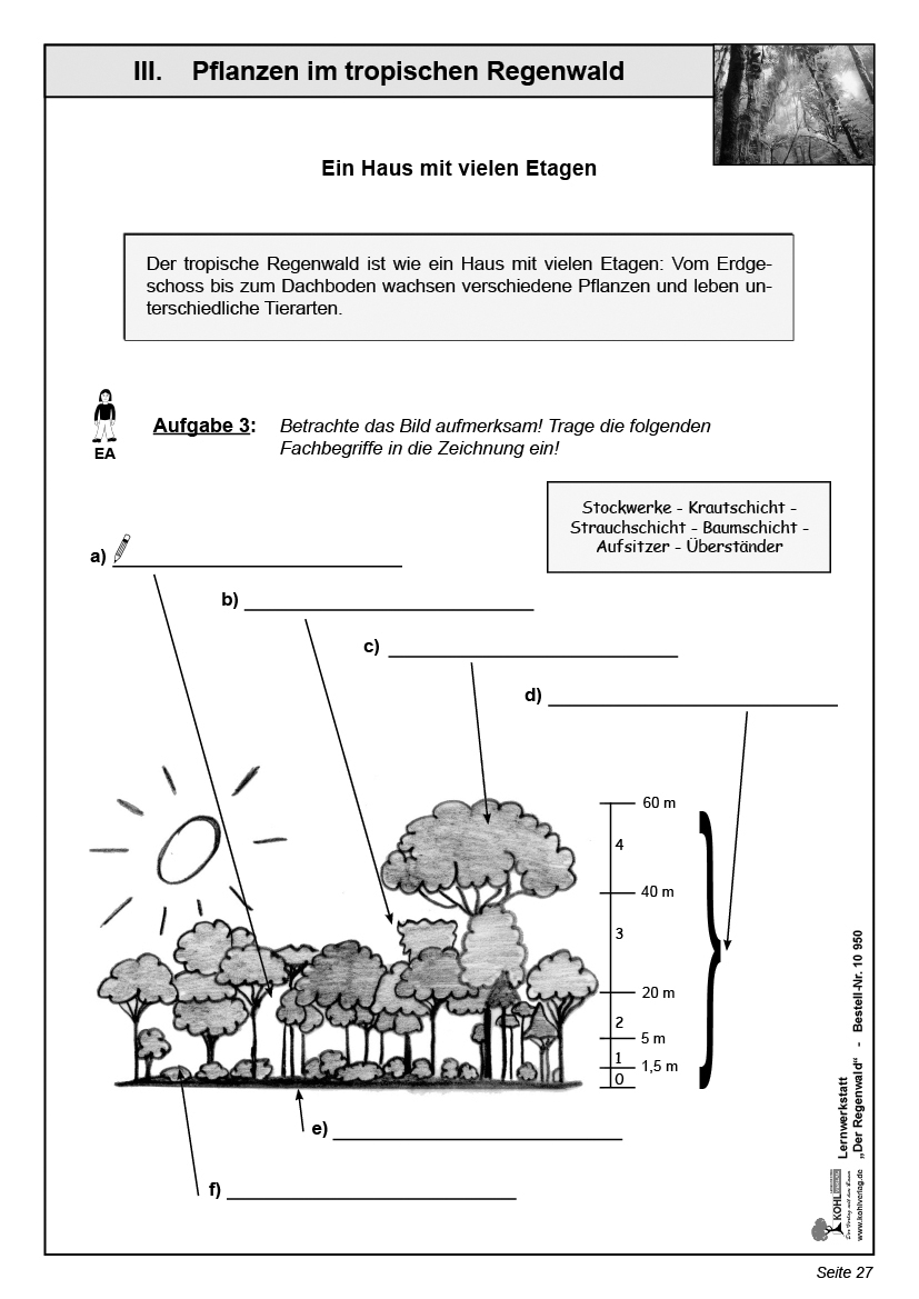 Lernwerkstatt Der Regenwald