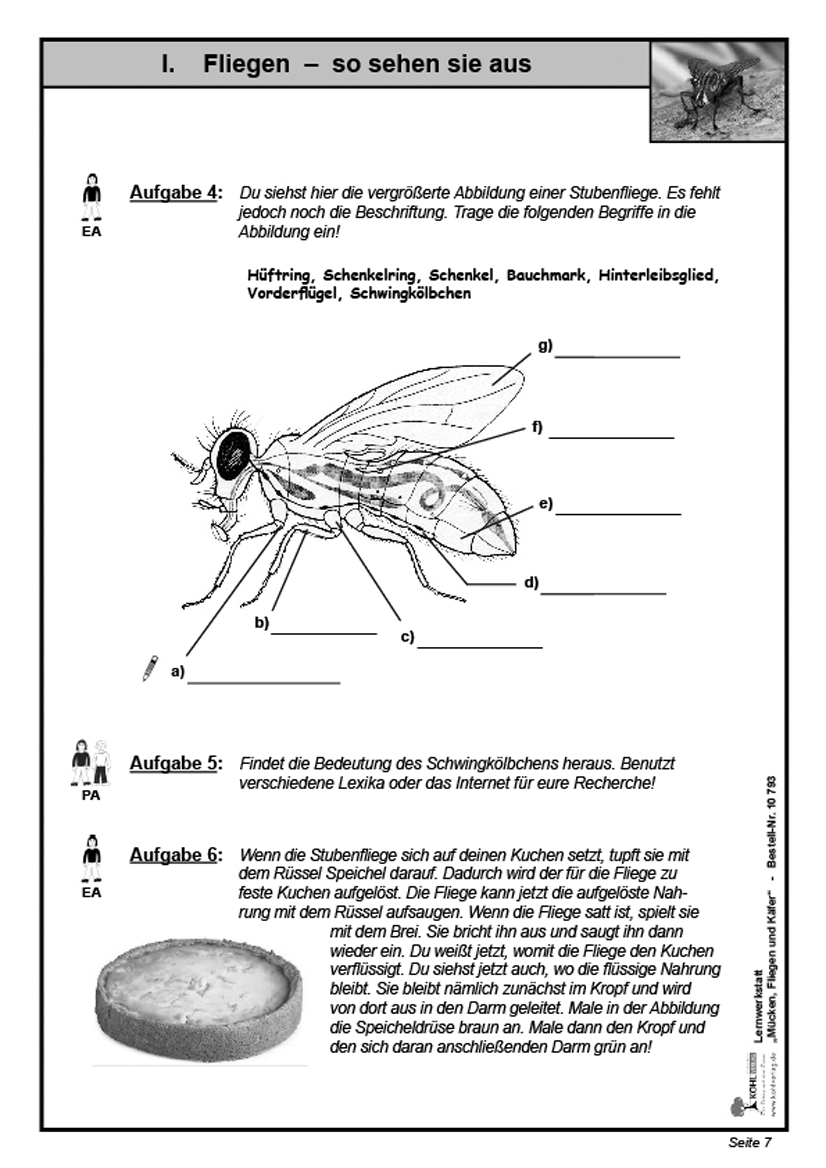 Lernwerkstatt Mücken, Fliegen und Käfer