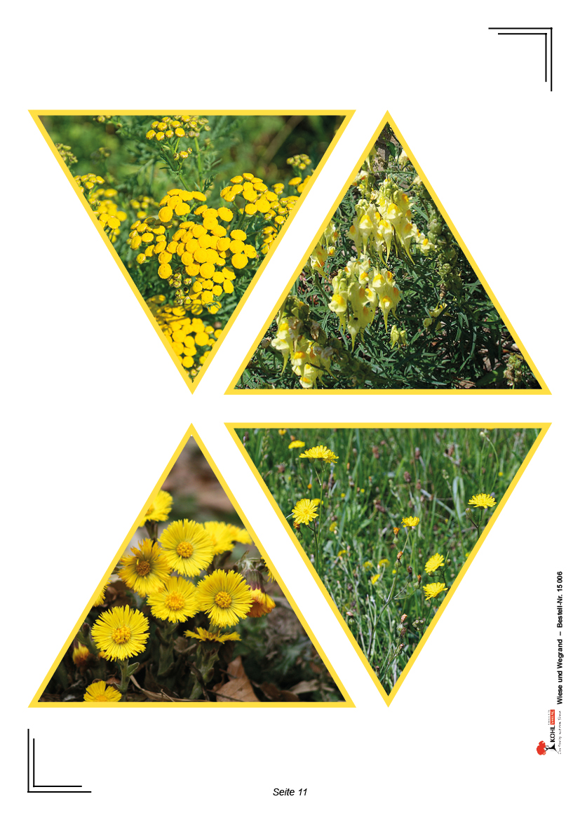 Wiese und Wegrand Wiese und Wegrand