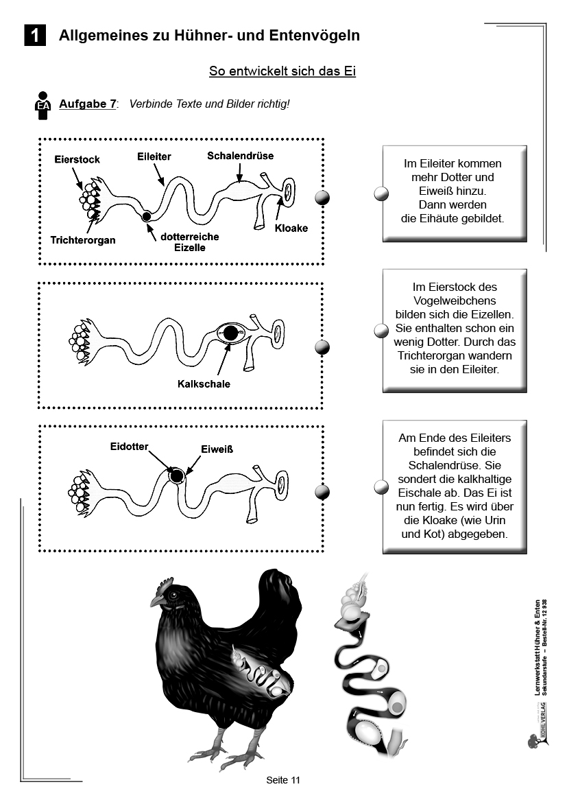 Lernwerkstatt Hühner & Enten / Sekundarstufe