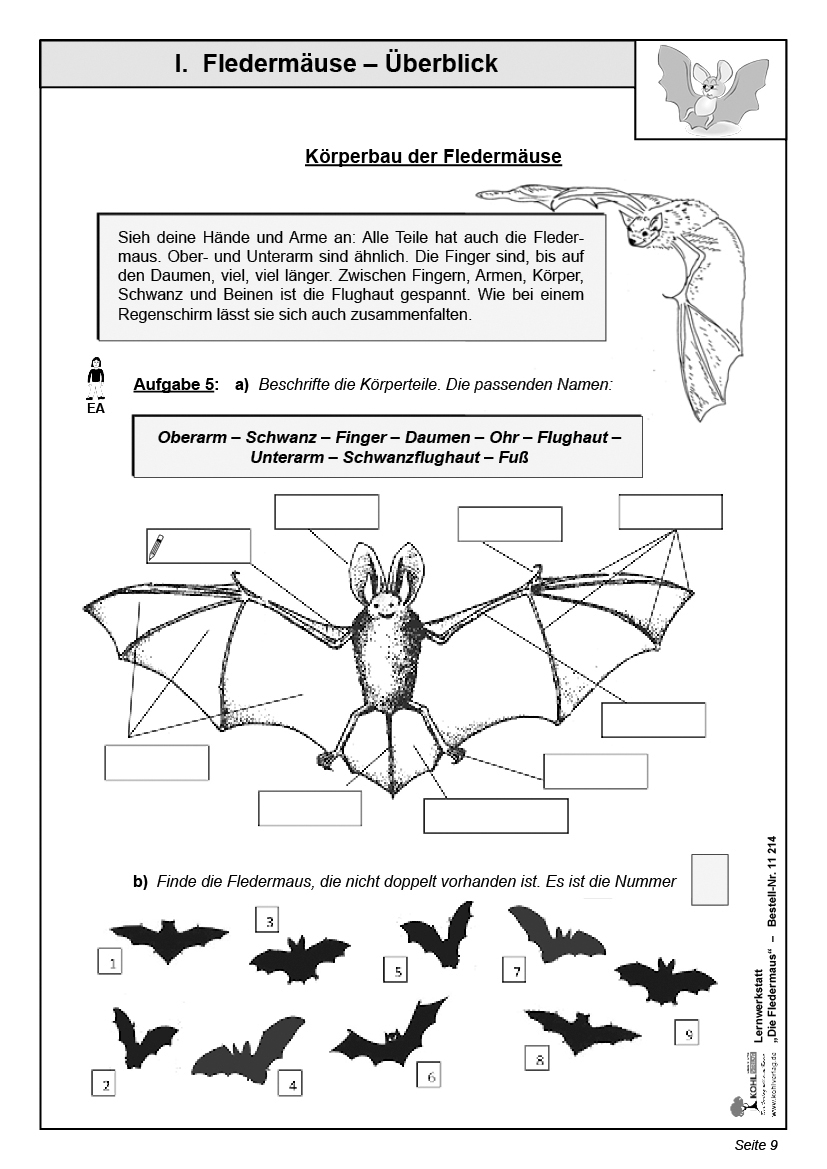 Lernwerkstatt Fledermaus - Wissenswertes rund um die nachtaktiven Tiere