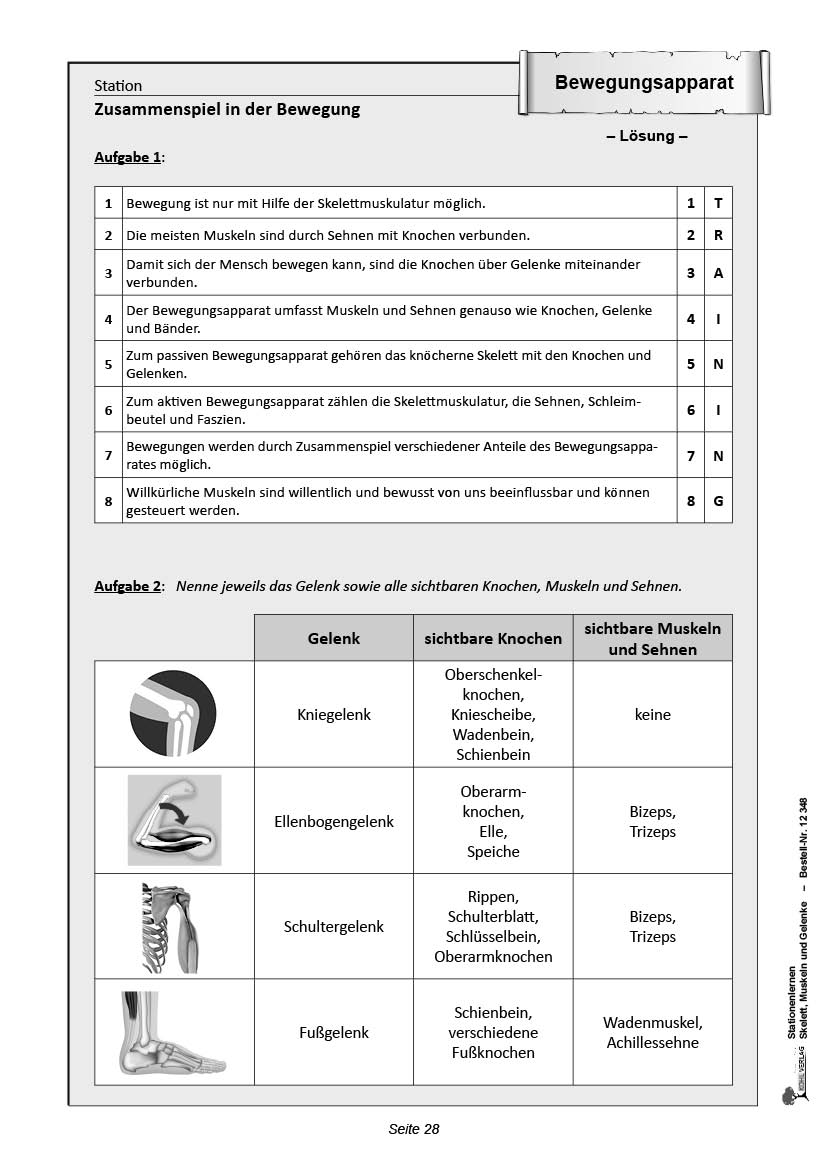 Stationenlernen Skelette, Muskeln & Gelenke