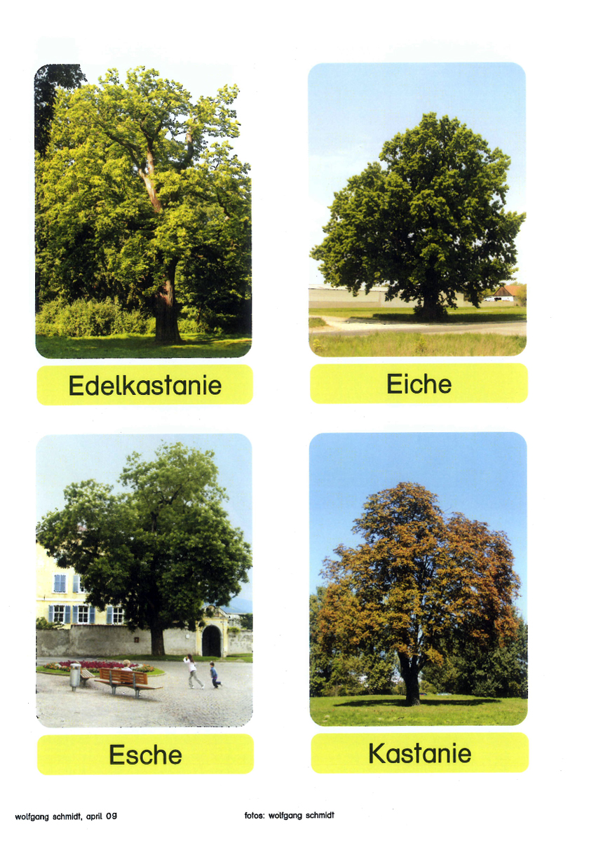 Laubbäume Laubbäume