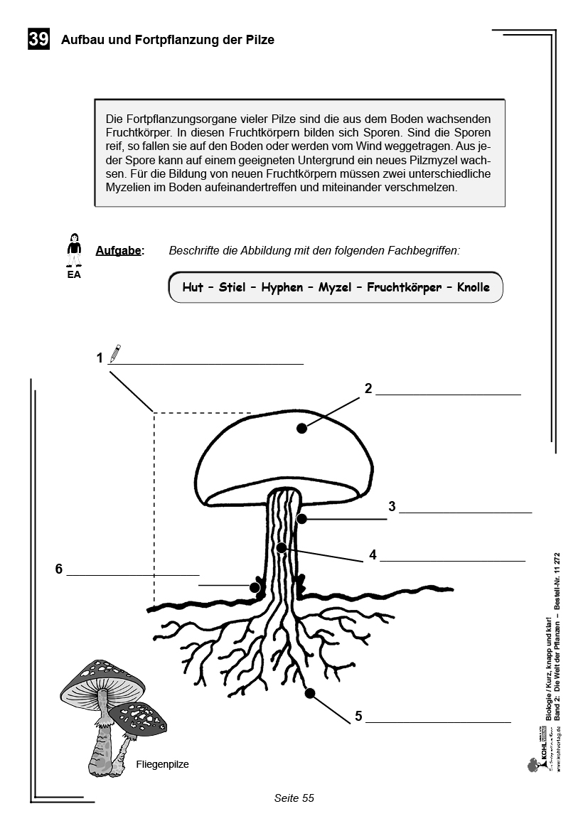 Biologie - Grundwissen kurz, knapp und klar II