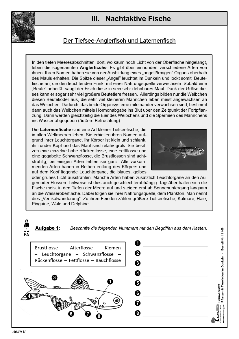 Lernwerkstatt Nachtaktive Pflanzen und Tiere