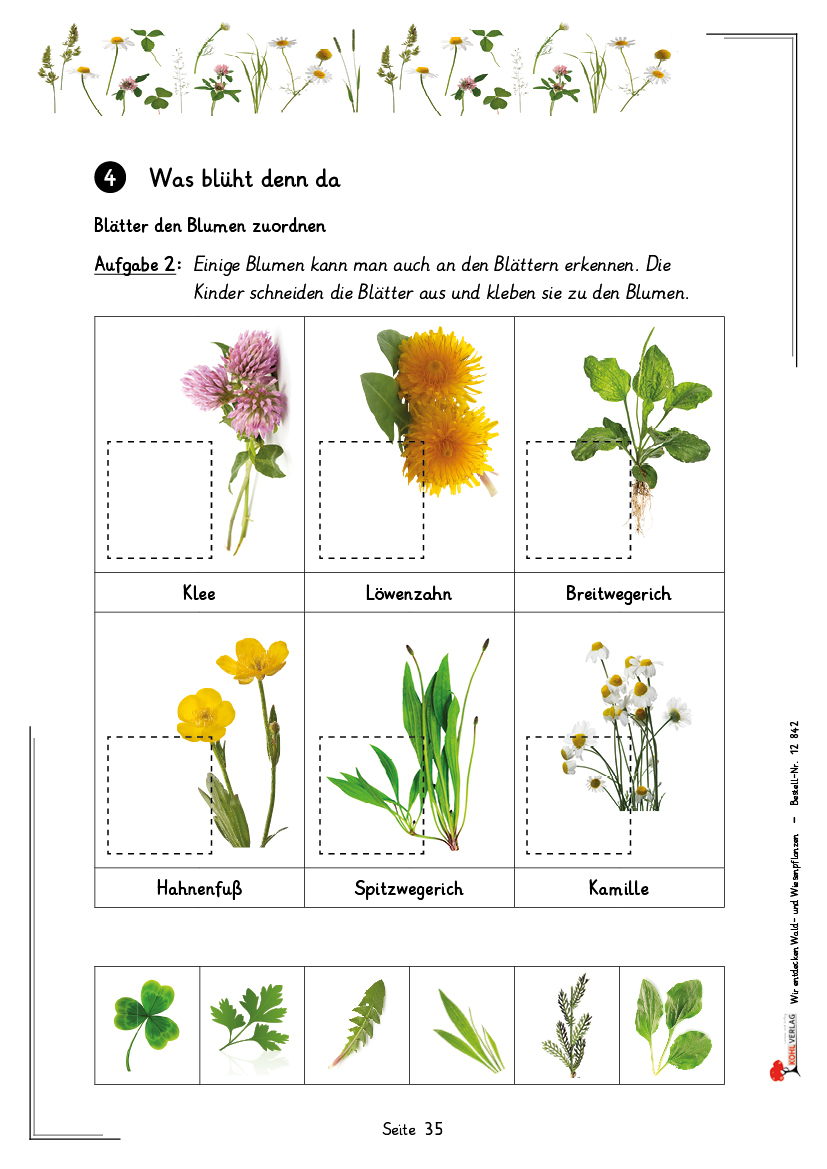 Wir entdecken Wald- und Wiesenpflanzen