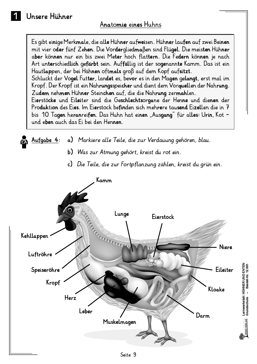 Lernwerkstatt Hühner & Enten / Grundschule