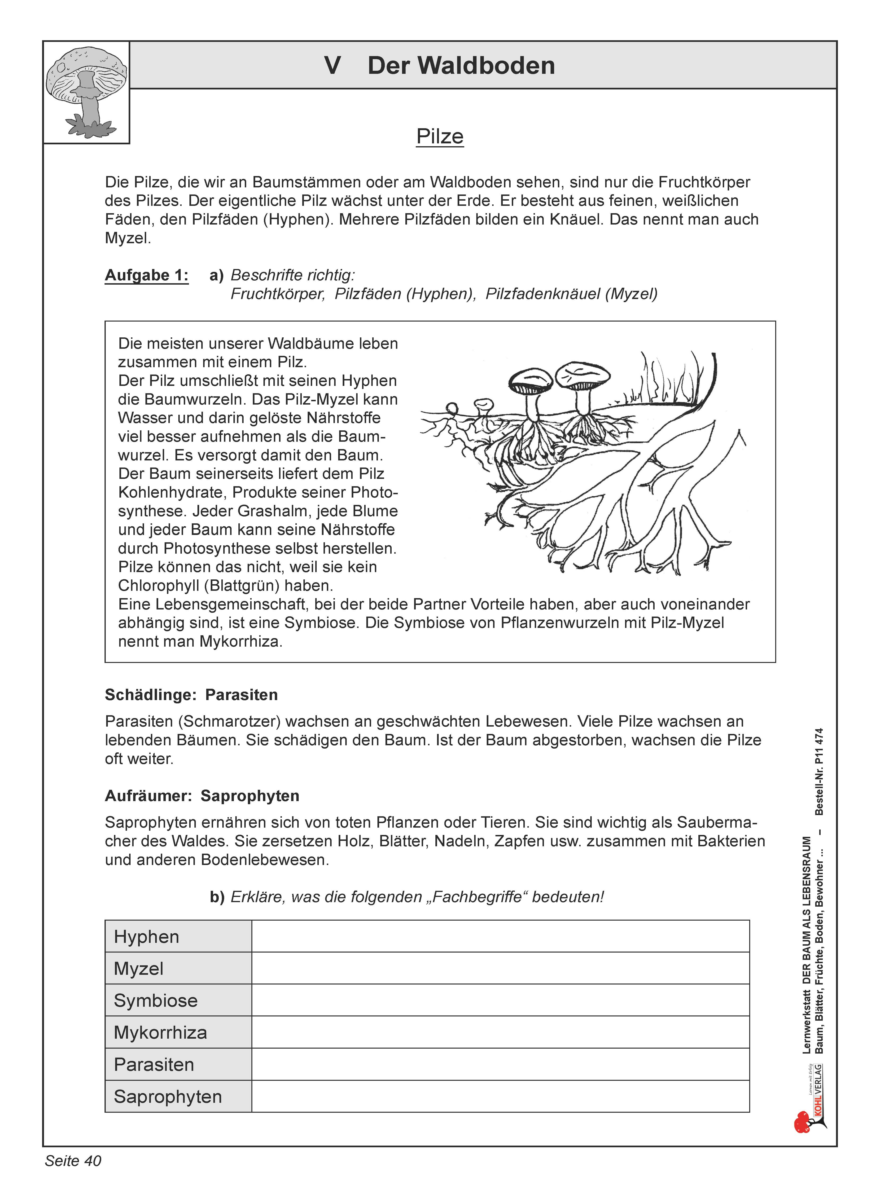 Lernwerkstatt: Der Waldboden