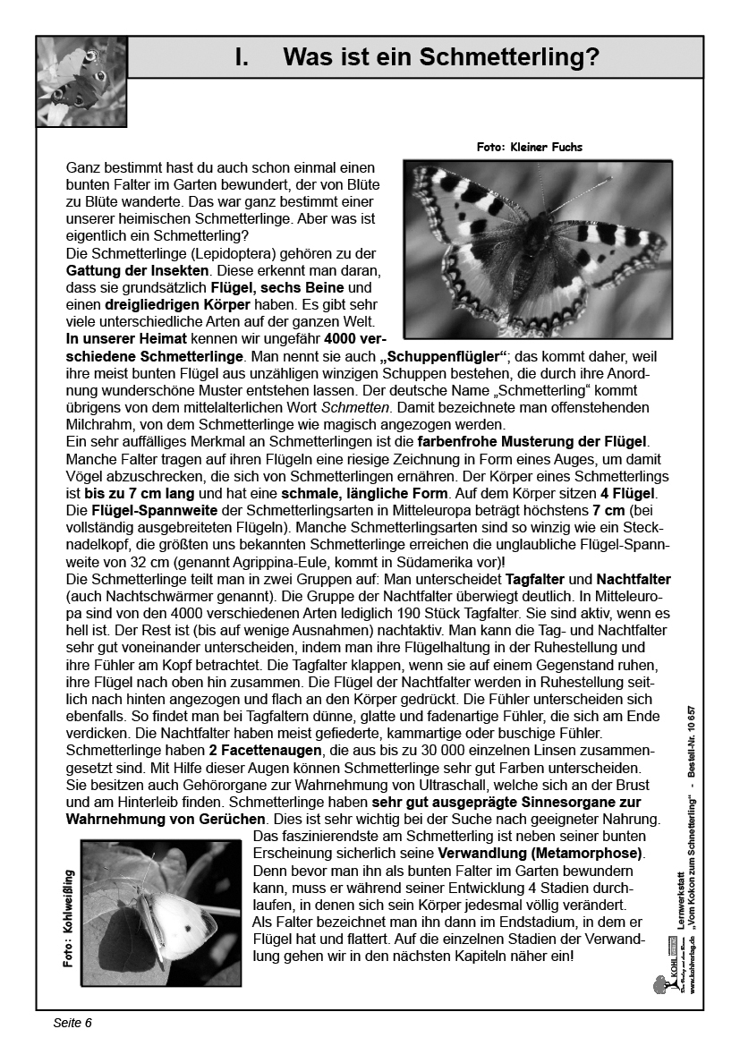 Lernwerkstatt Vom Kokon zum Schmetterling Lernwerkstatt Vom Kokon zum Schmetterling