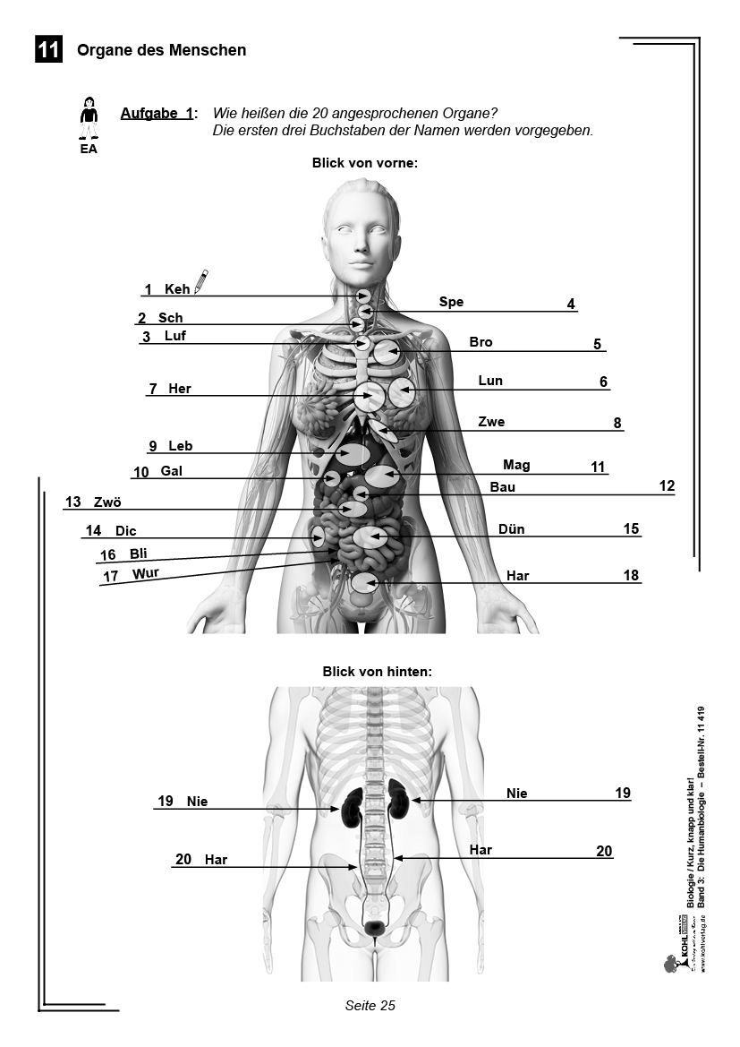 Biologie - Grundwissen kurz, knapp und klar  III