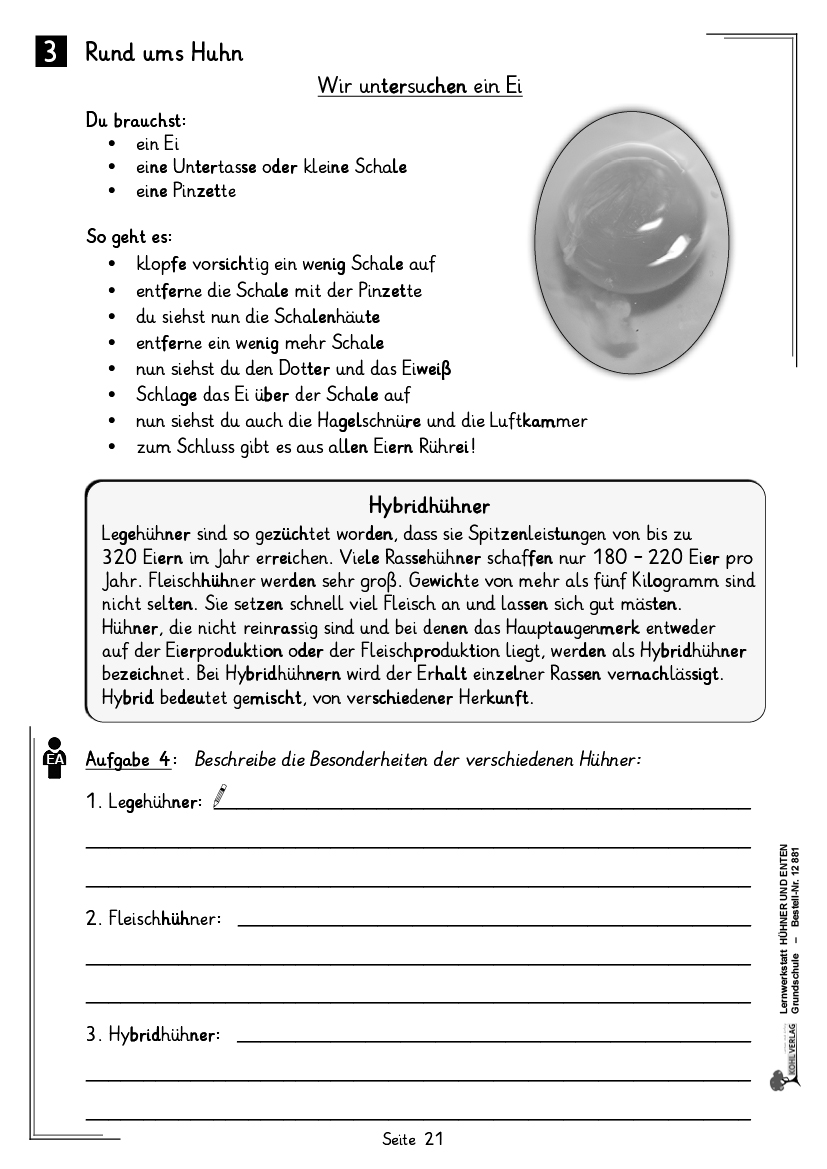 Lernwerkstatt Hühner & Enten / Grundschule Lernwerkstatt Hühner & Enten / Grundschule