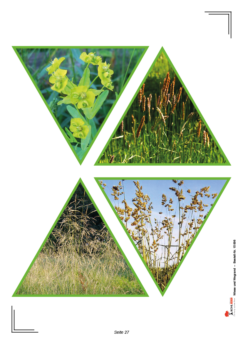 Wiese und Wegrand Wiese und Wegrand