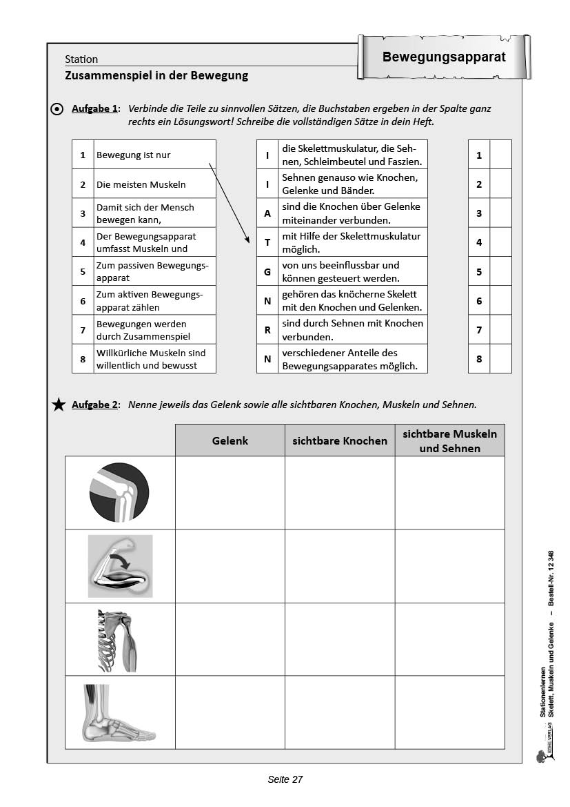 Stationenlernen Skelette, Muskeln & Gelenke