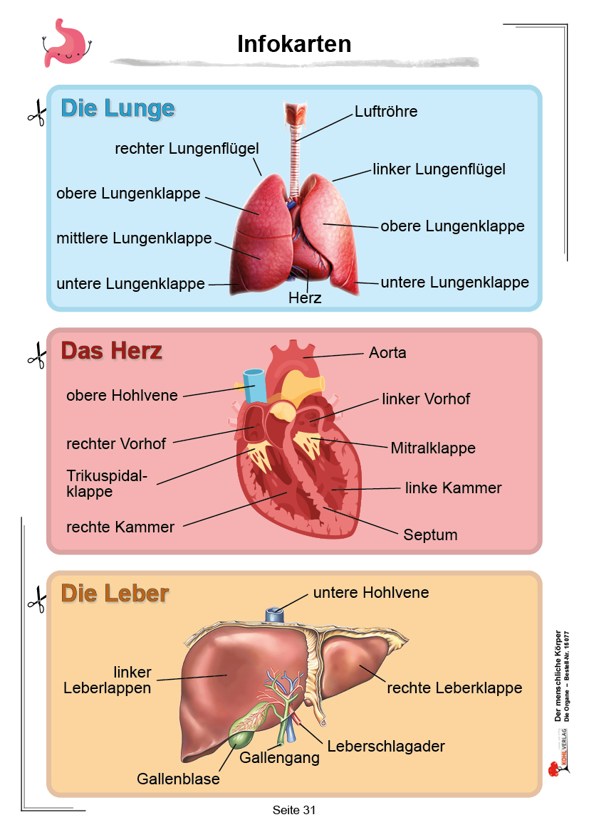 Der menschliche Körper / Band 1: Die Organe