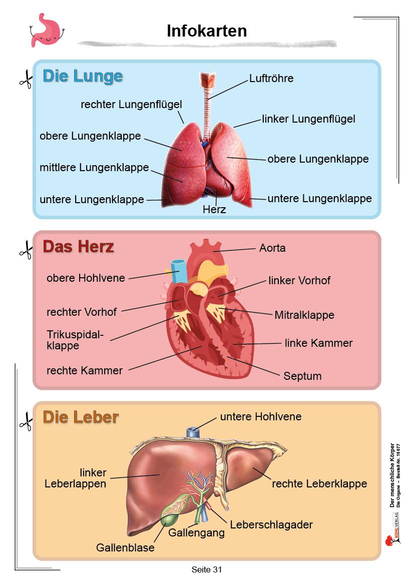 Der menschliche Körper / Band 1: Die Organe Der menschliche Körper / Band 1: Die Organe