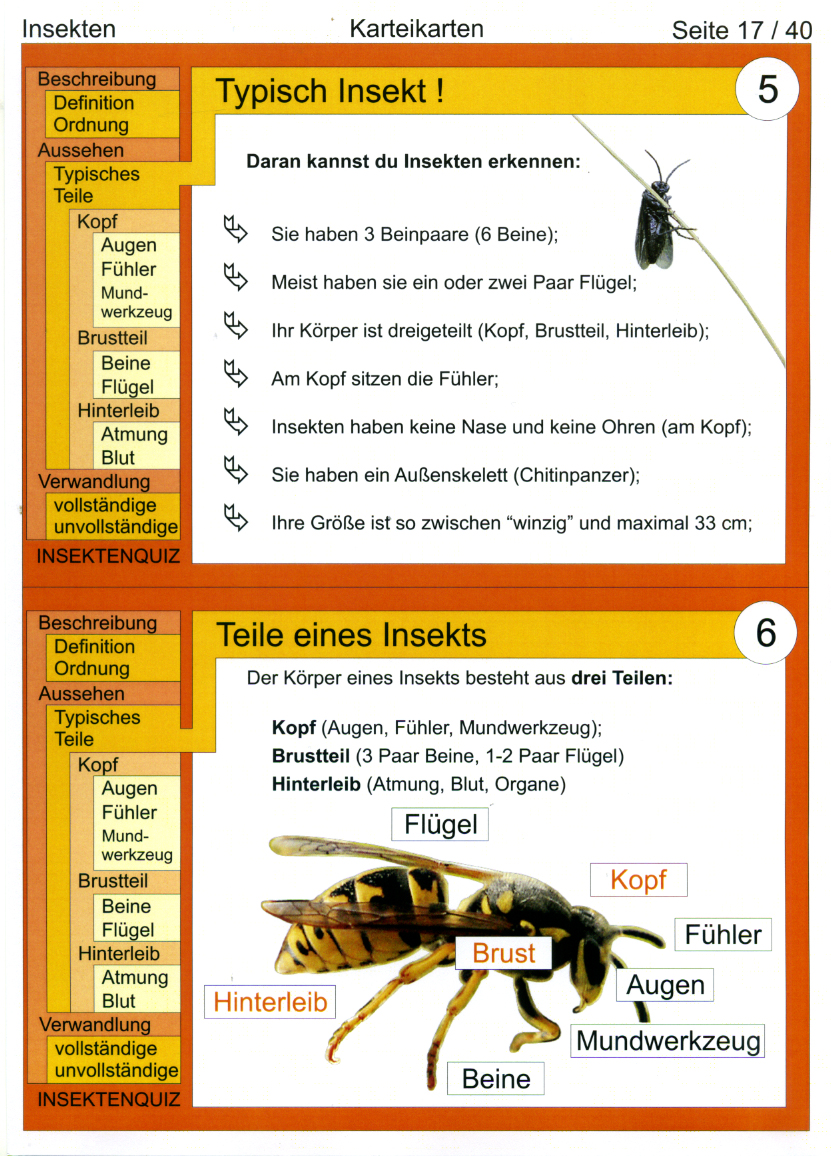 Insekten