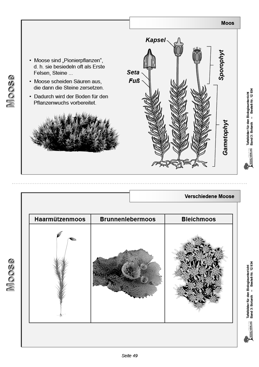 Tafelbilder Botanik