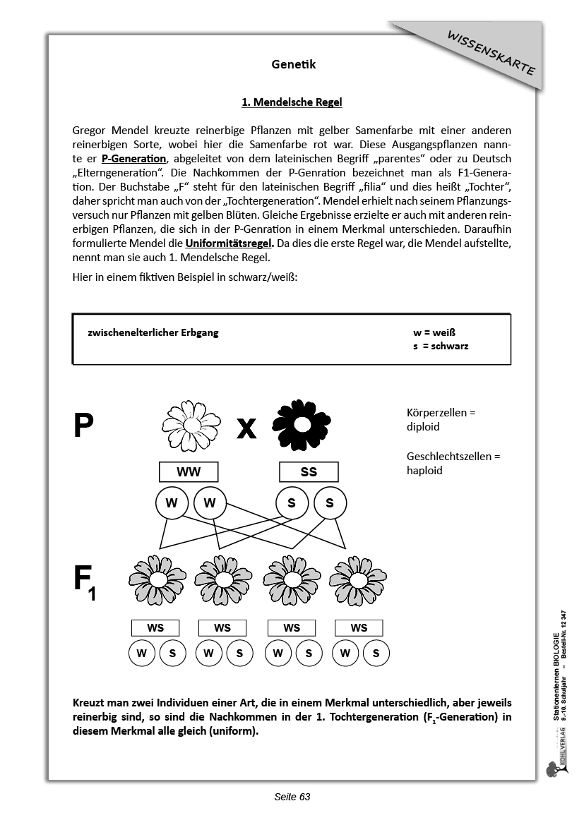 Stationenlernen Biologie 9/10