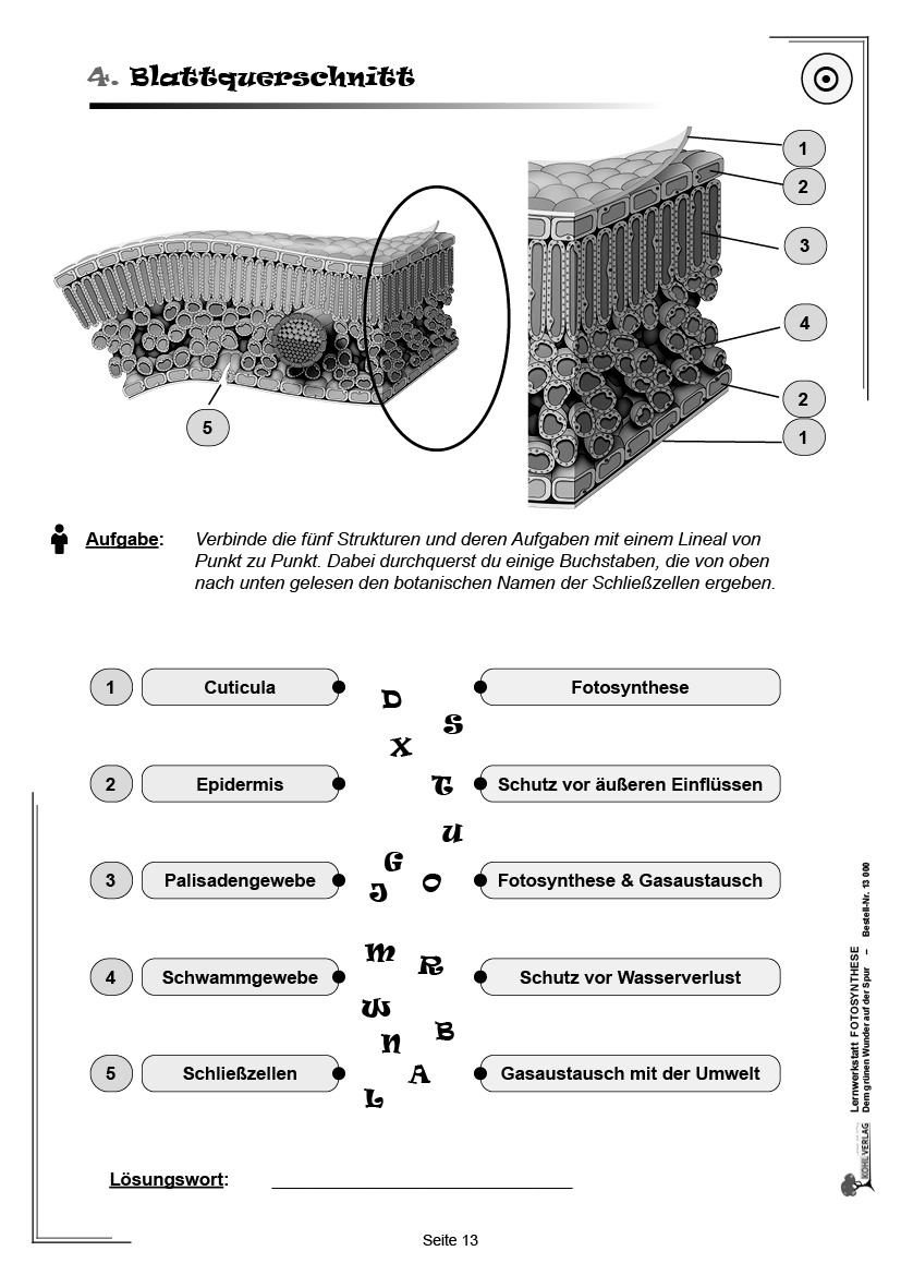 Lernwerkstatt Fotosynthese