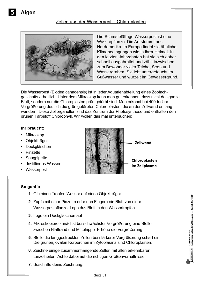 Lernwerkstatt Lebewesen unter dem Mikroskop / Klasse 5-6 Lernwerkstatt Lebewesen unter dem Mikroskop / Klasse 5-6
