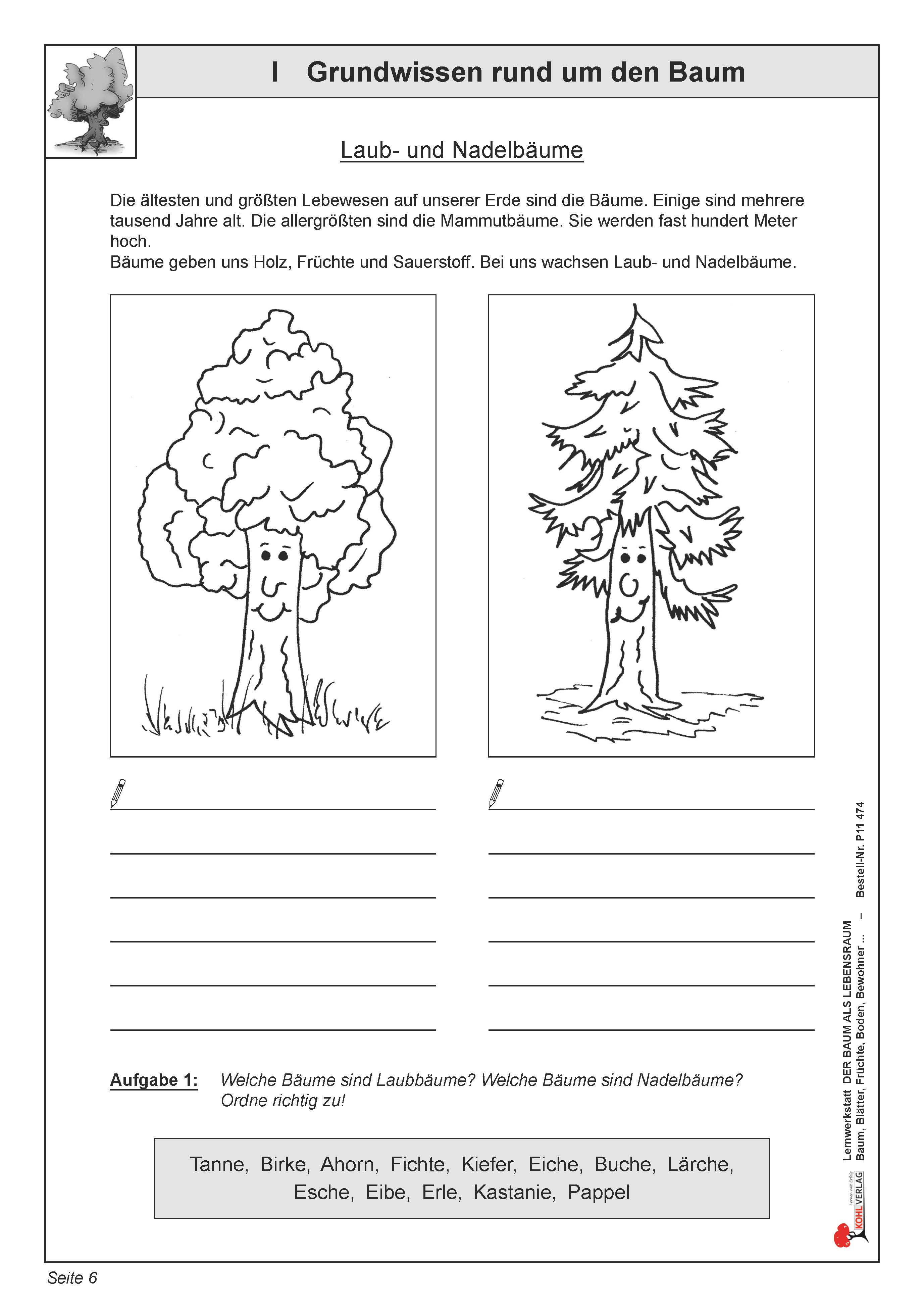 Lernwerkstatt: Grundwissen rund um den Baum
