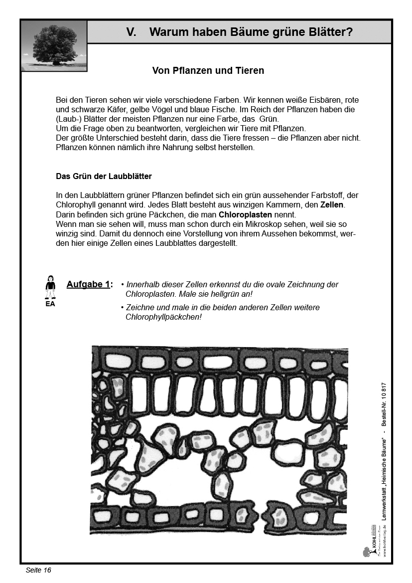 Lernwerkstatt Heimische Bäume