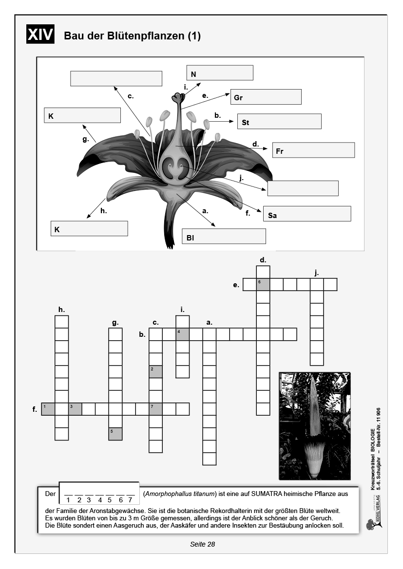 Kreuzworträtsel Biologie / Klasse 5-6