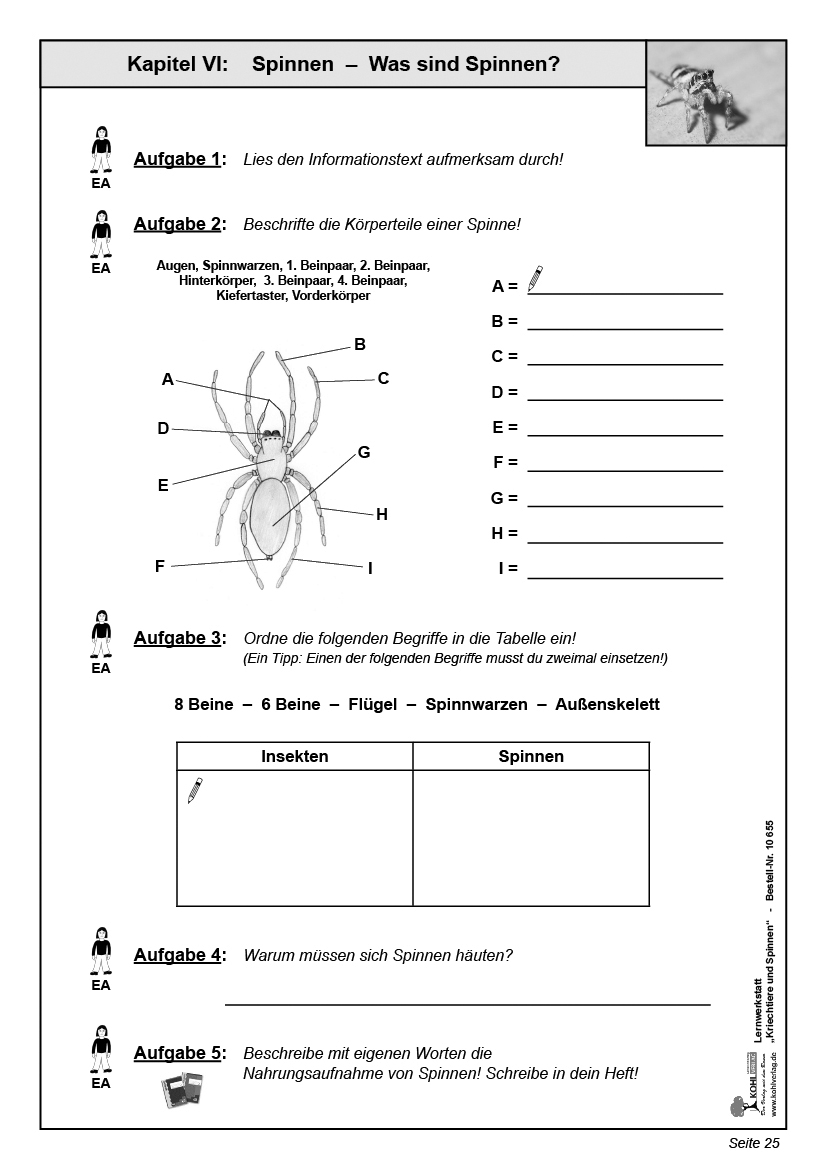 Lernwerkstatt Kriechtiere und Spinnen