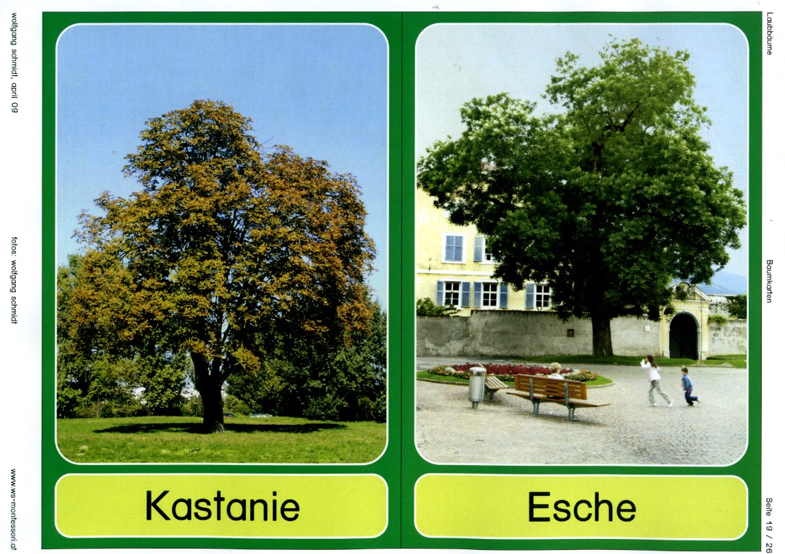 Laubbäume