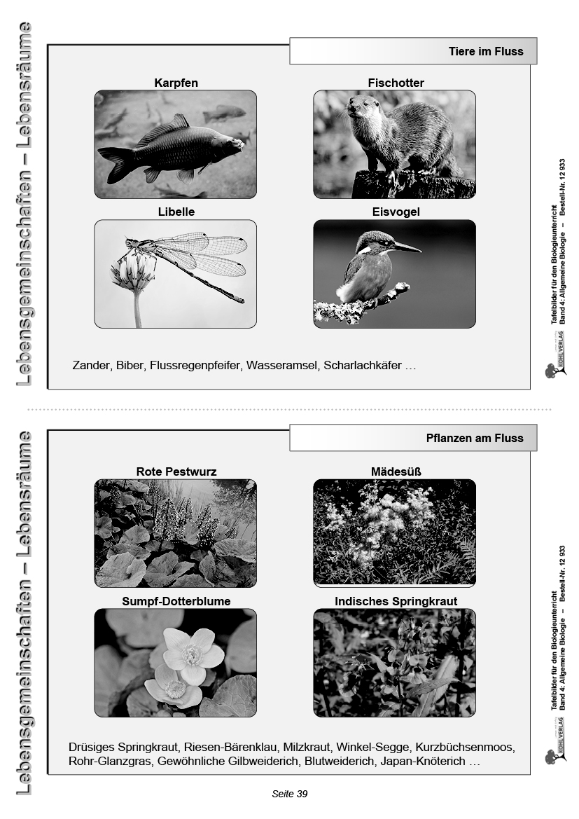 Tafelbilder Allgemeine Biologie