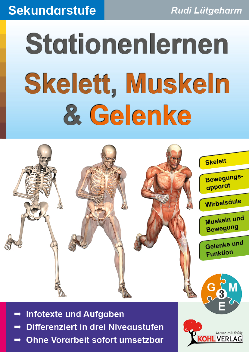 Stationenlernen Skelett, Muskeln und Gelenke