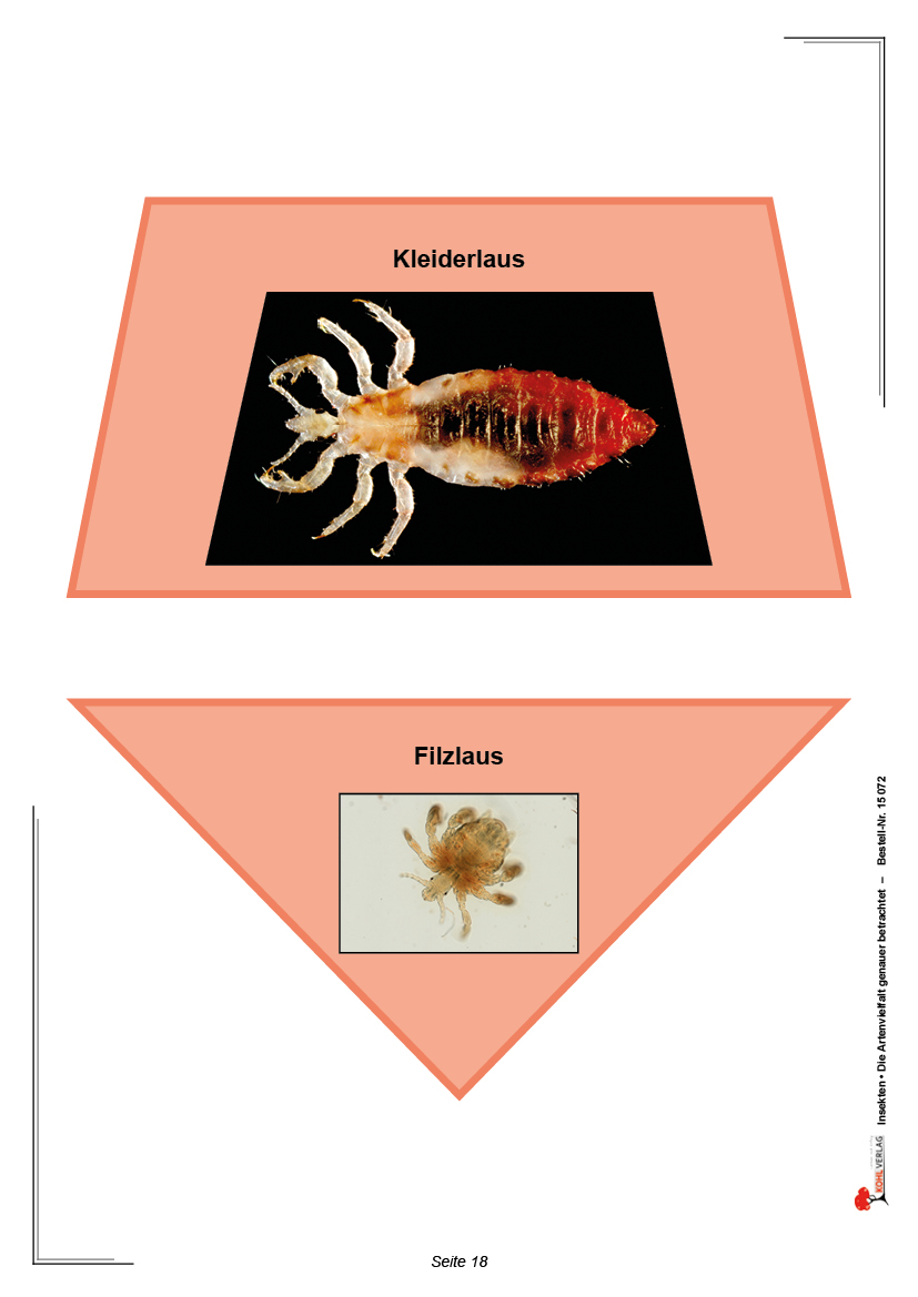 Insekten