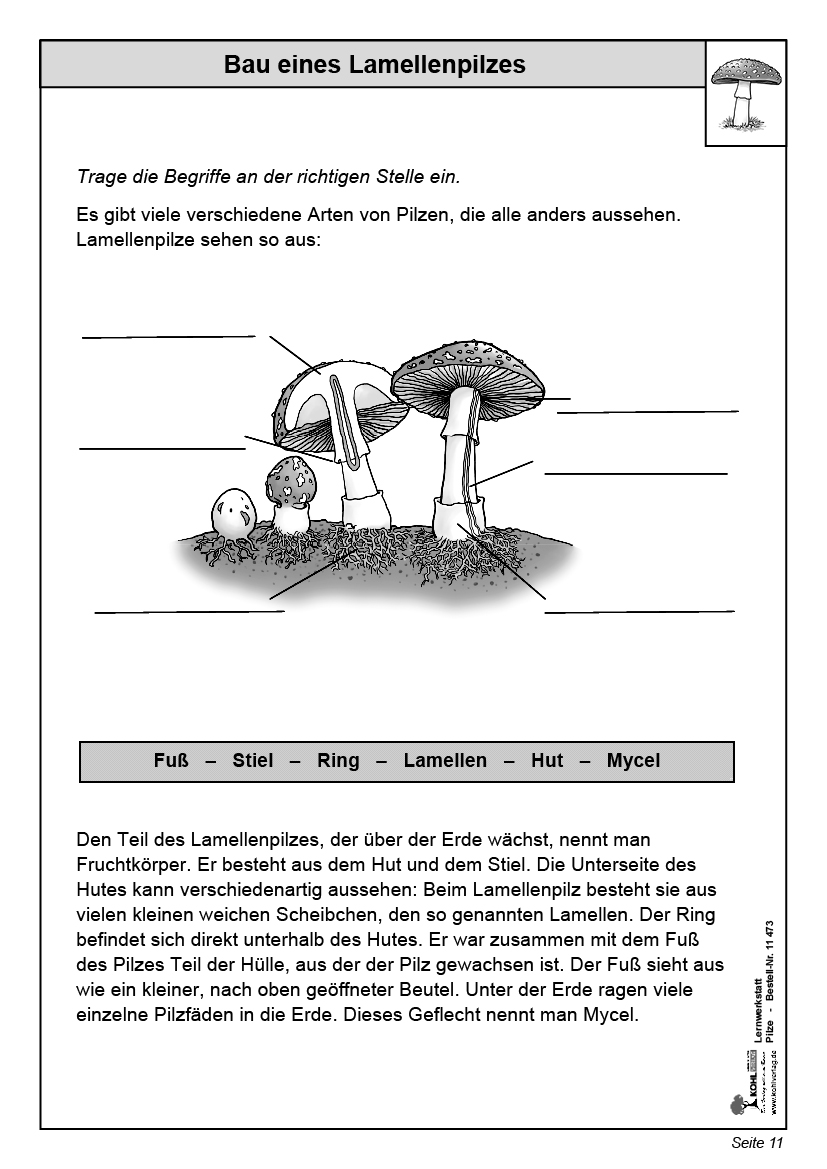 Lernwerkstatt Pilze