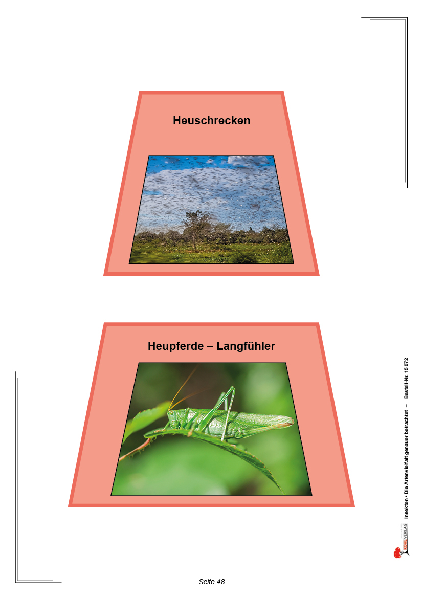 Insekten Insekten