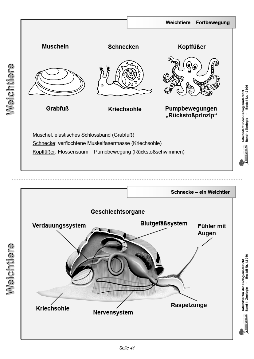 Tafelbilder Zoologie