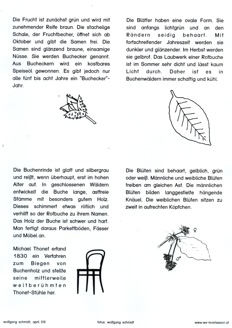 Laubbäume Laubbäume