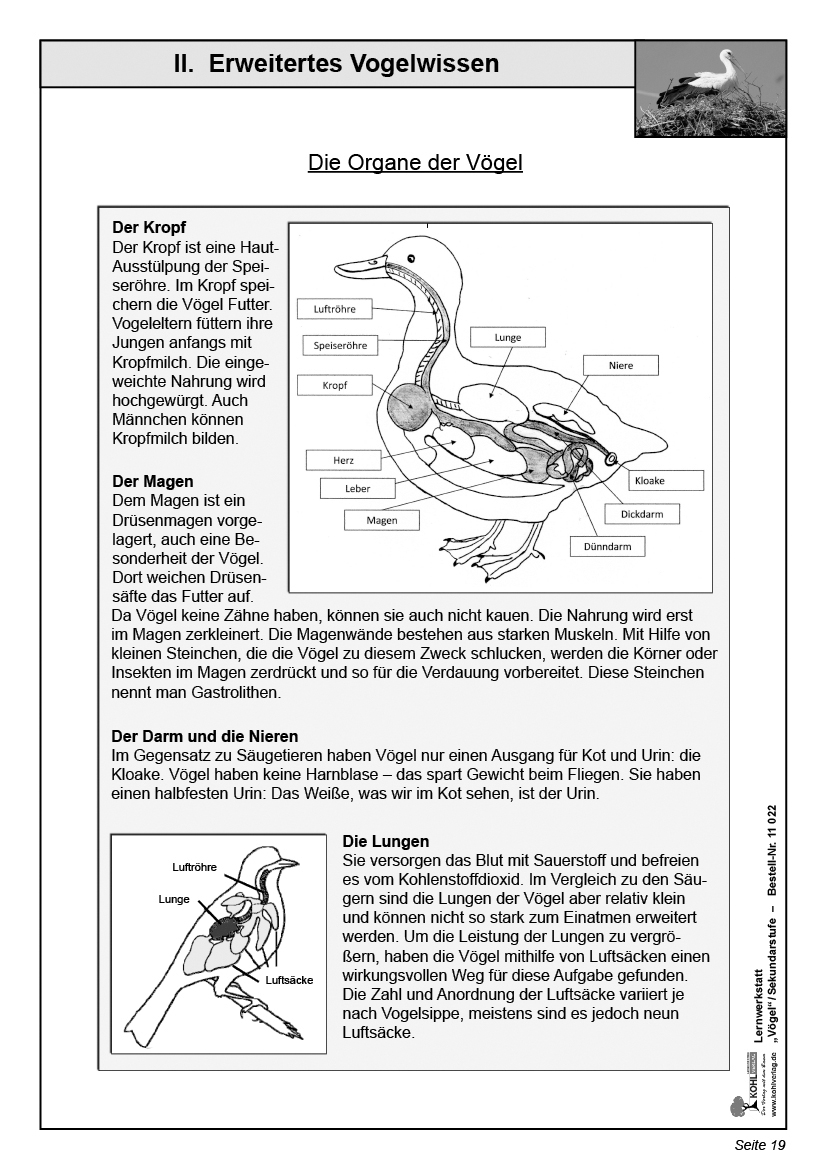 Lernwerkstatt Vögel / SEK Lernwerkstatt Vögel / SEK