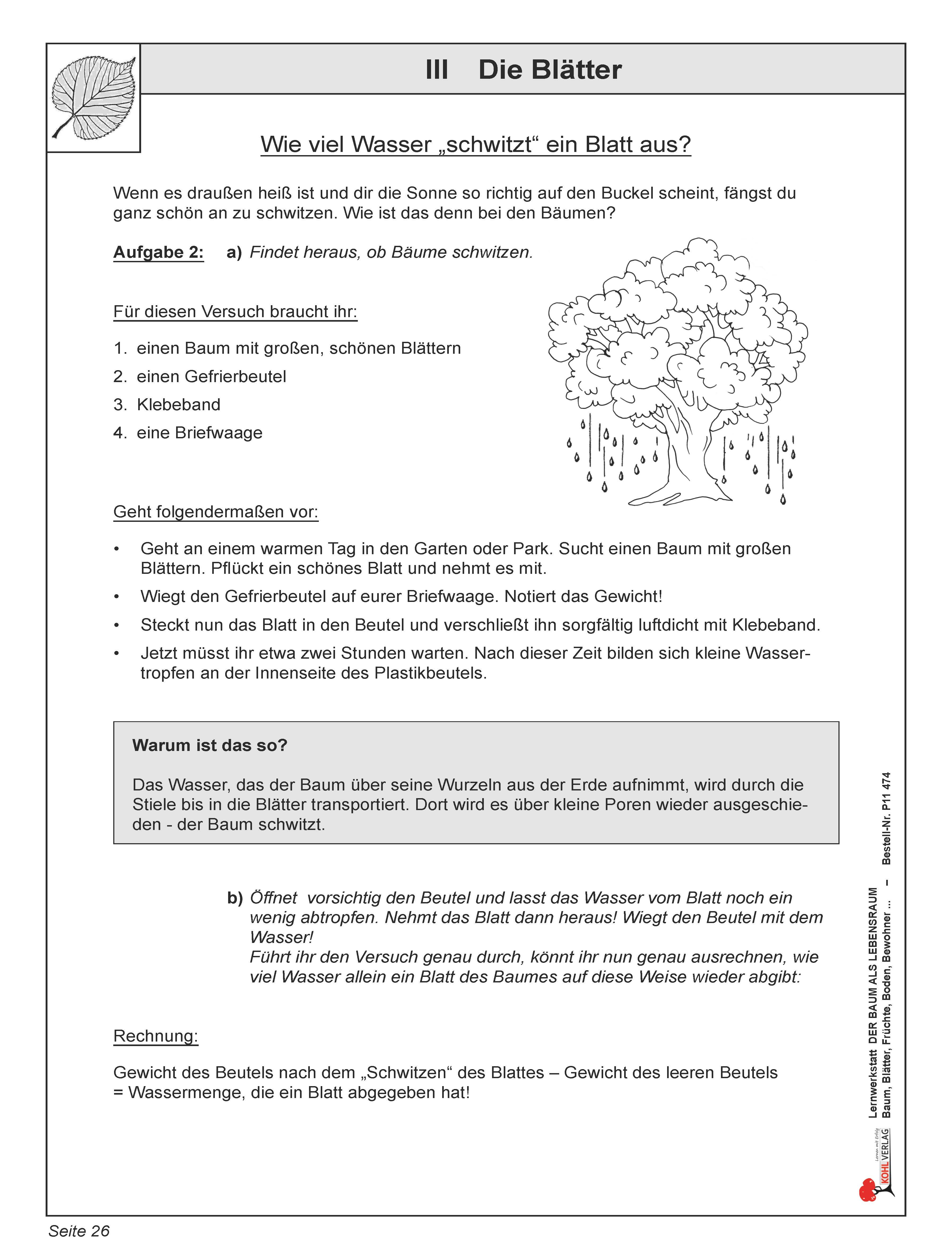 Lernwerkstatt: Die Blätter